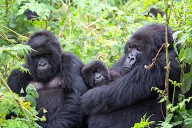 A silverback gorilla sits in lush green forest during a mountain trek.