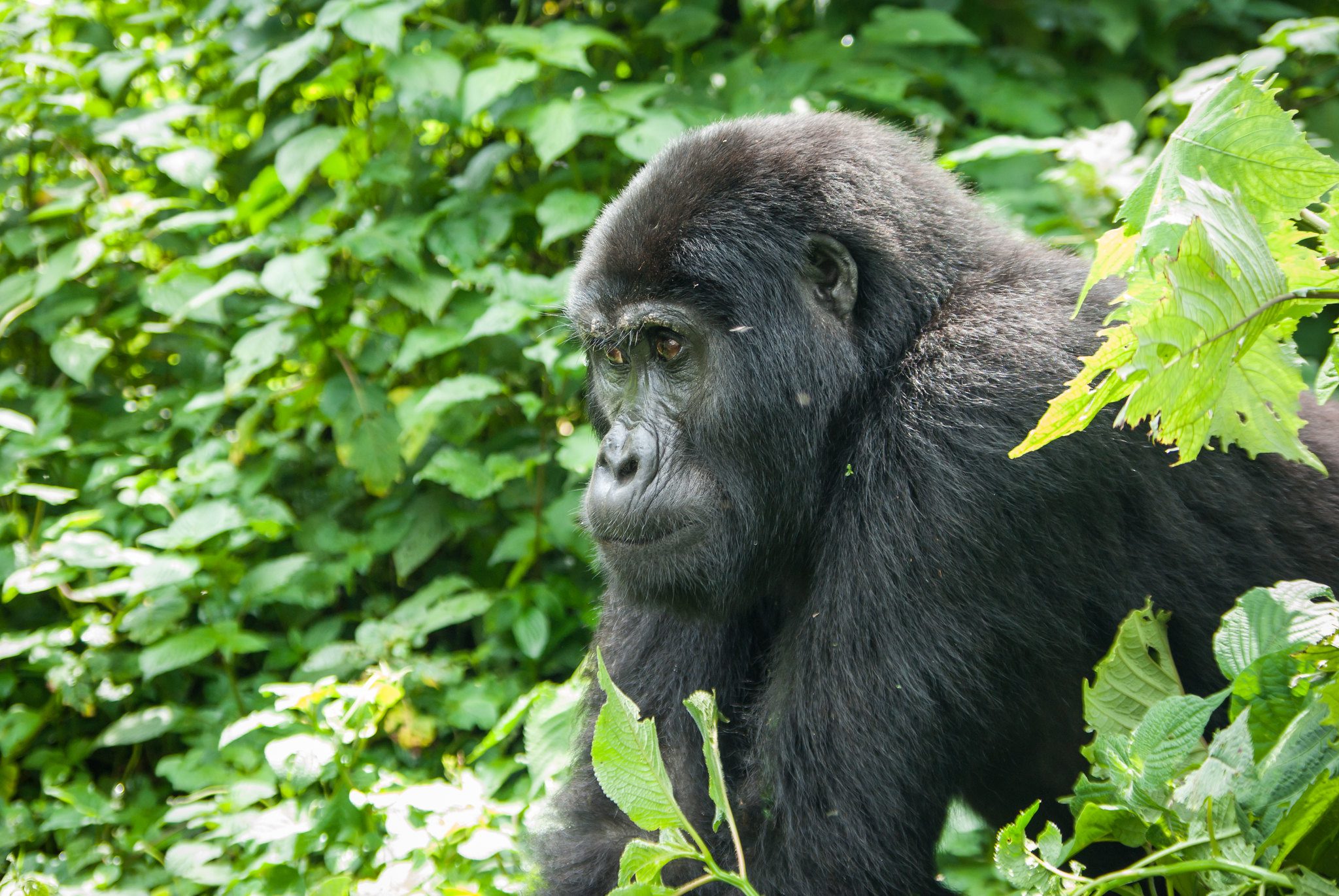 What Languages Do Gorilla Trekking Guides Speak?