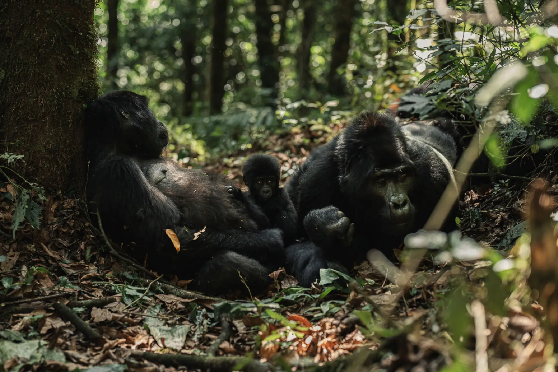  family of mountain gorillas resting in Rwanda's lush Volcanoes National Park forest.
