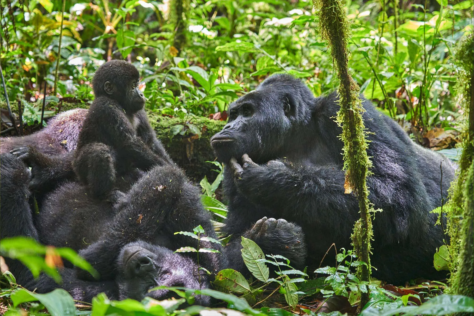 Hiker watching a silverback gorilla in misty green forest.