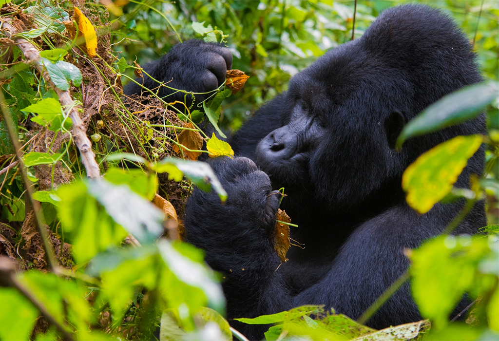 A silverback gorilla sits quietly in the forest near a trekker's sedan chair.