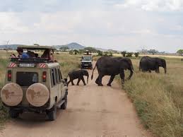 Do Tanzania Group Safari Offer Game Drives In Serengeti And Ngorongoro