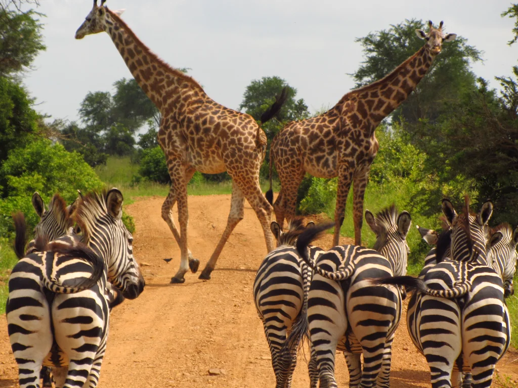 Travelers enjoying Tanzania group safari wildlife viewing from open roof safari vehicle