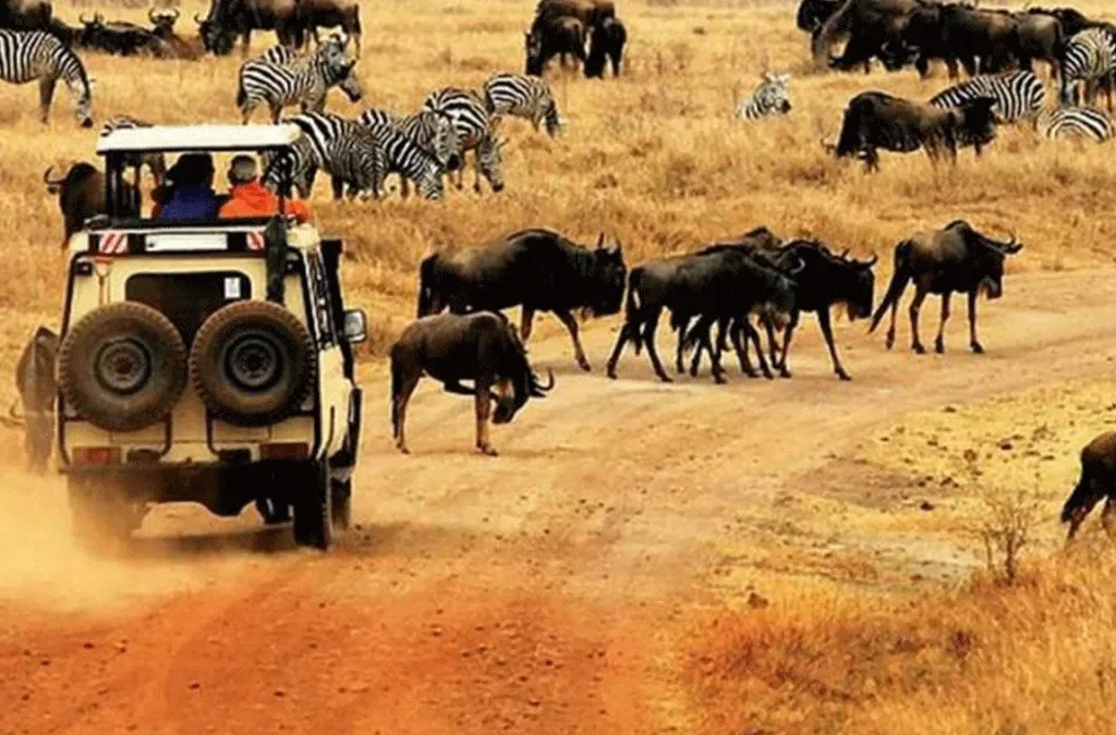 How Far In Advance Should You Book A Tanzania Group Safari
