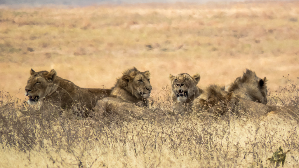 Top 10 Reasons to Book a Group Safari in Tanzania