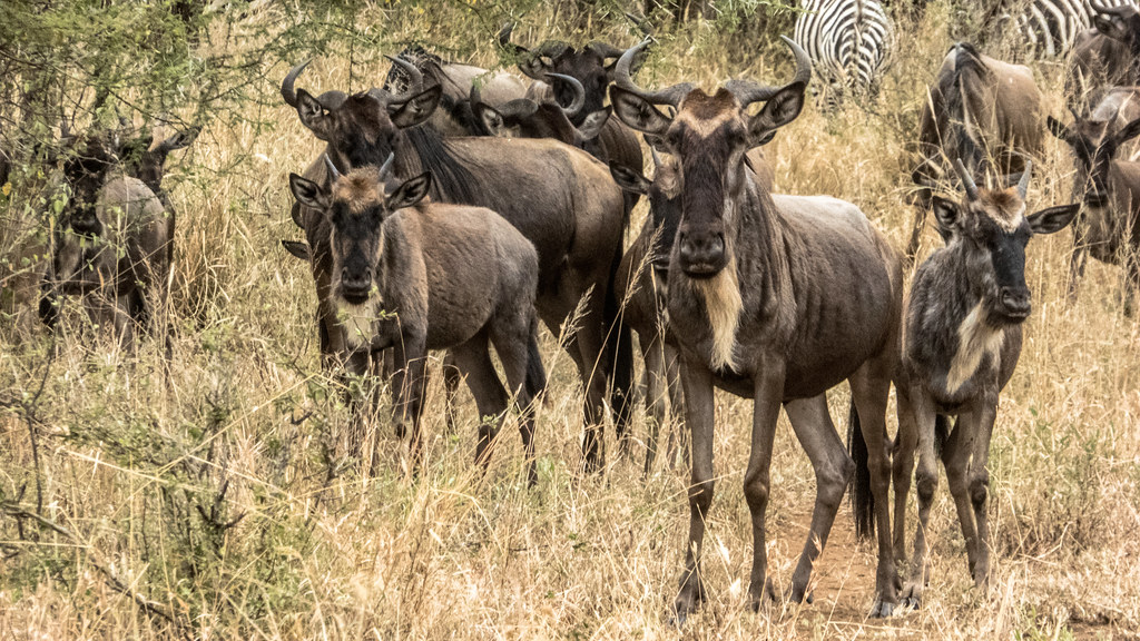 Top 10 Reasons to Book a Group Safari in Tanzania