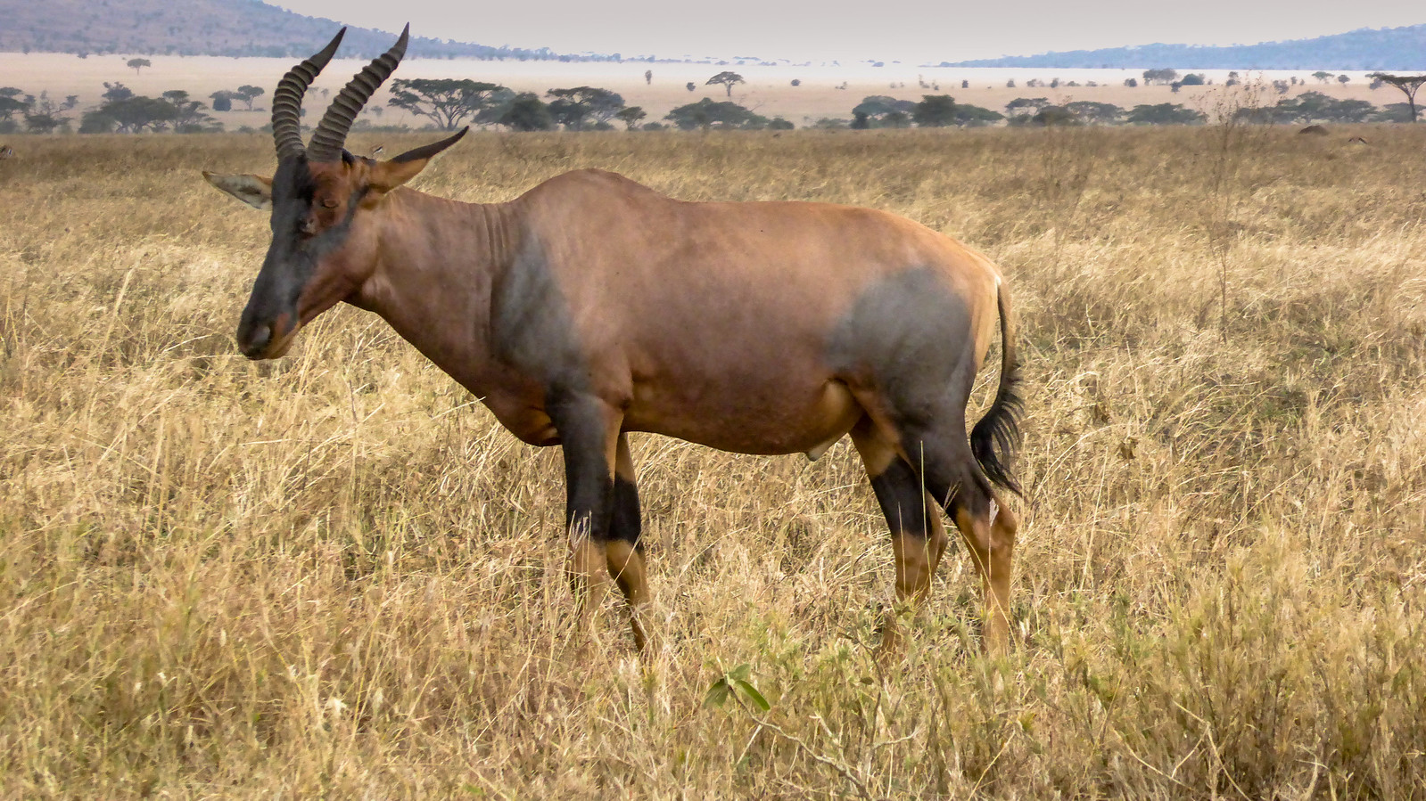 Top 10 Reasons to Book a Group Safari in Tanzania