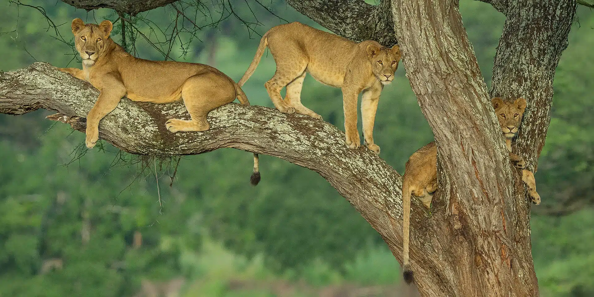 Travelers observing wildlife during Tanzania group safari across open savannah landscape.