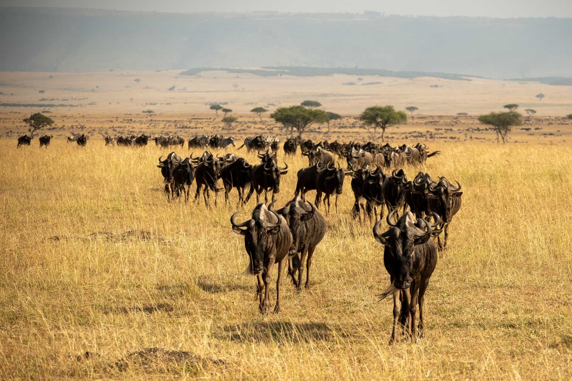 Travelers enjoying wildlife viewing during a Tanzania group safari across savannah plains