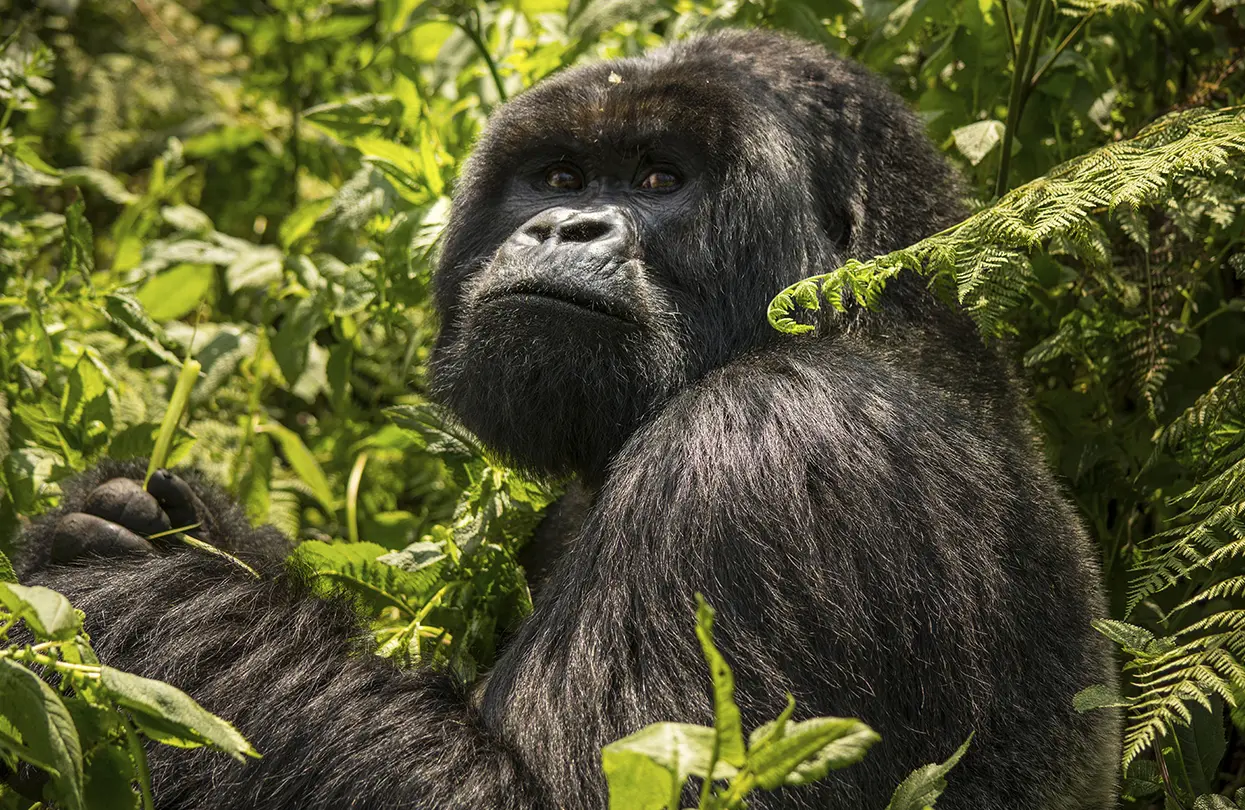 A silverback mountain gorilla sits calmly in the lush green Bwindi forest.