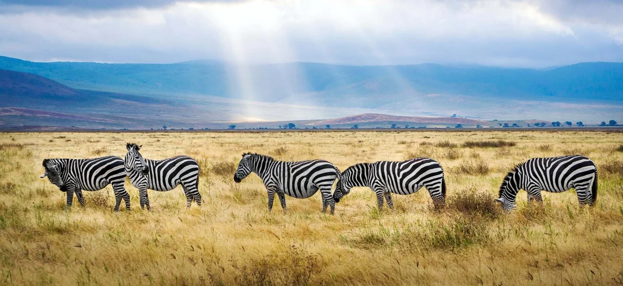 What Types Of Vechiles Are Used For Tanzania Group Safaris?