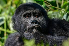 What Happens If It Rains on My Gorilla Trek Day?