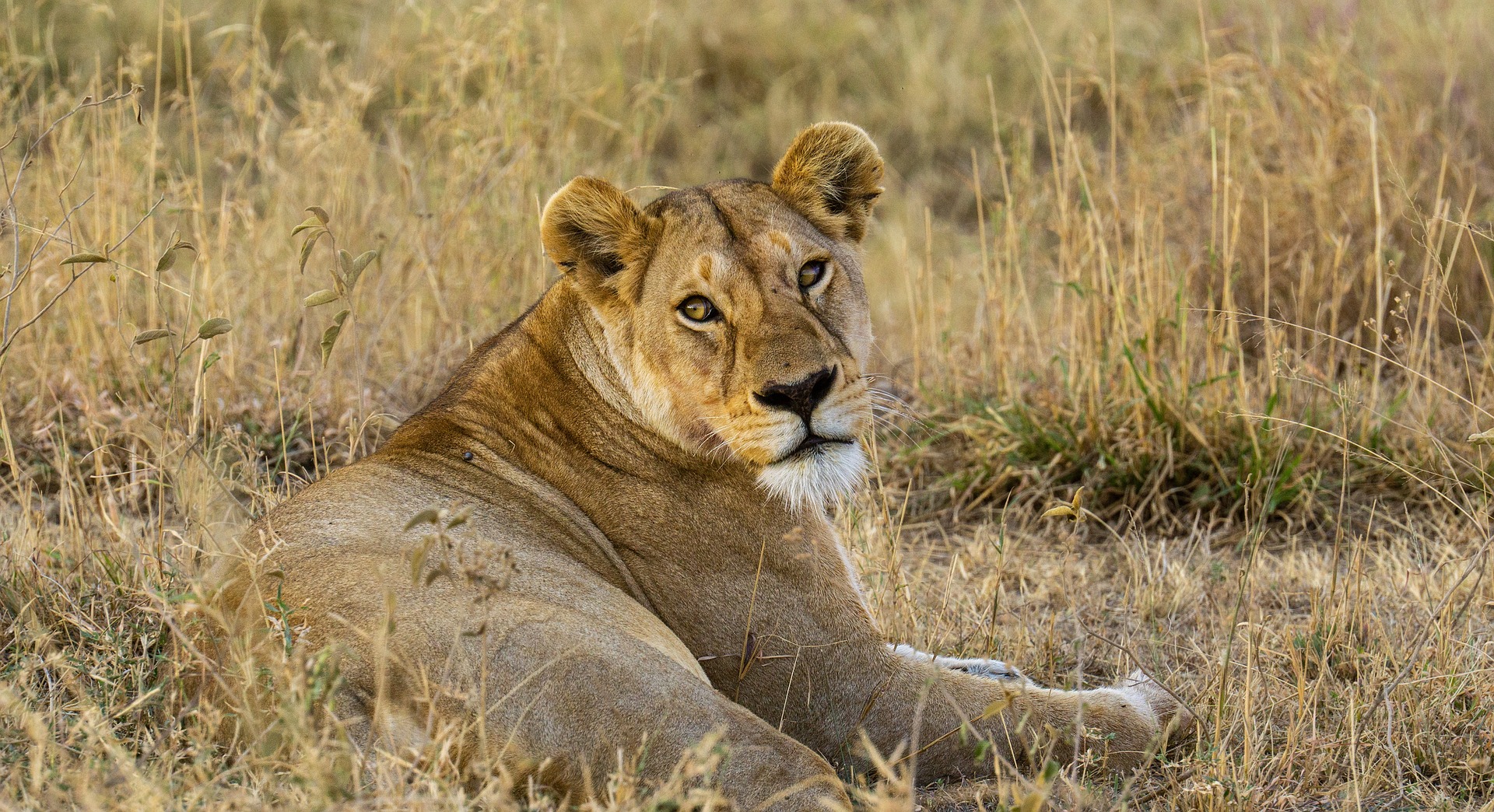 What is Included In A standard Tanzania Group Safari Package