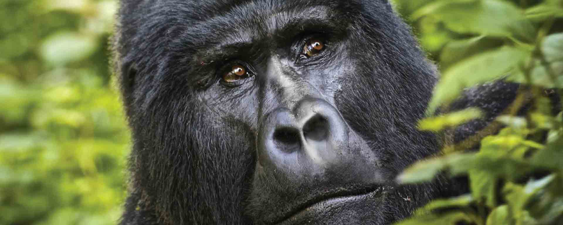 What Is the Minimum Age for Gorilla Trekking in Rwanda?