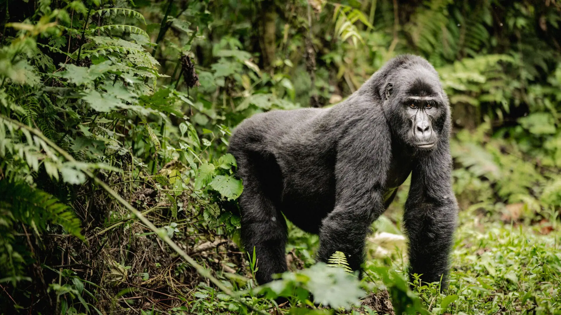 What Is the Gorilla Trekking Code of Conduct?