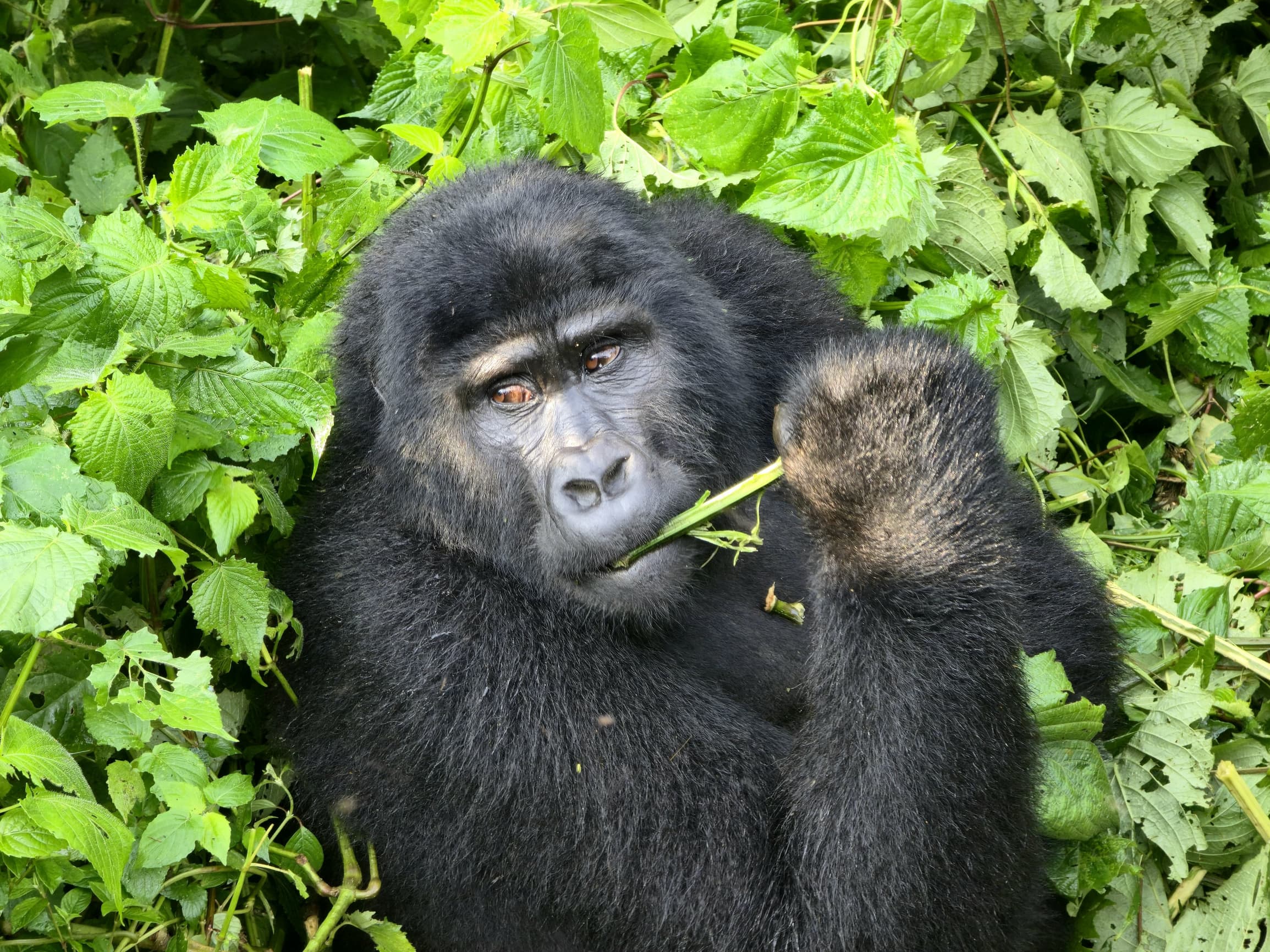 What Is the Success Rate for Seeing Gorillas on a Trek?