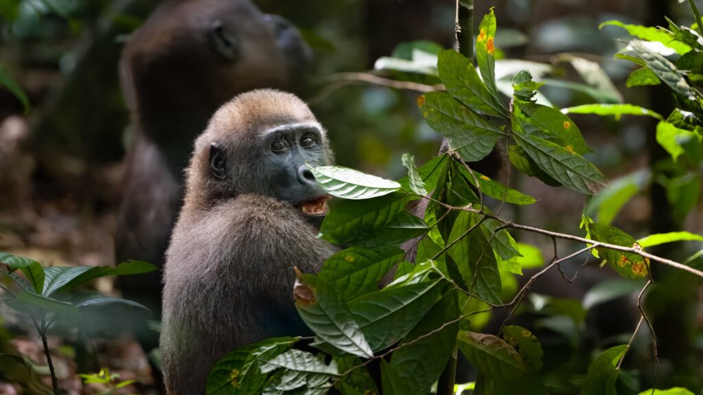 What Should I Eat Before a Gorilla Trekking Day?