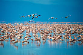 When Is The Best Time Of The Year To Join a Group Safari In Tanzania