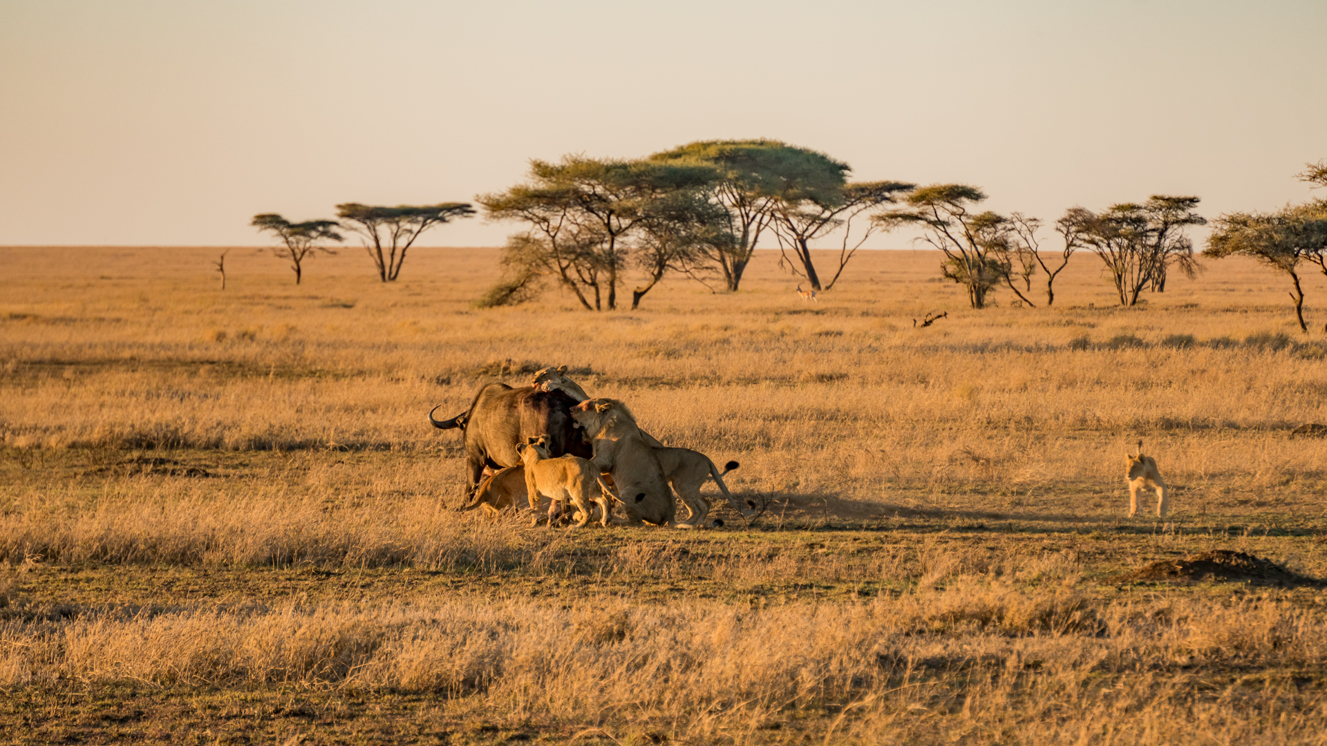 Serengeti National Park-Tanzania