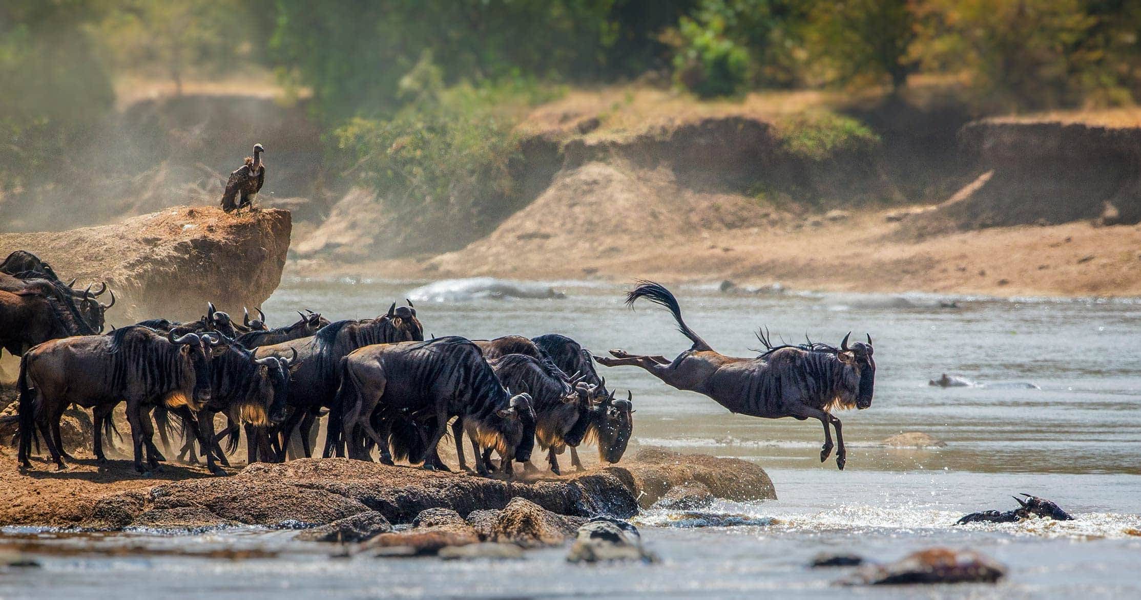 Best Time to Visit the Serengeti for the Great Migration