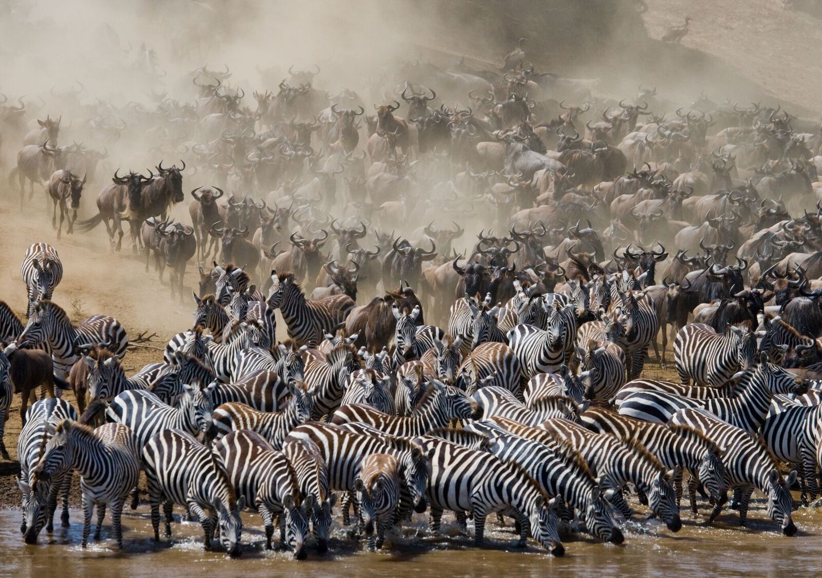 Serengeti Group Safari