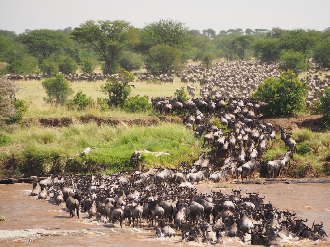Tanzania Safari Visas