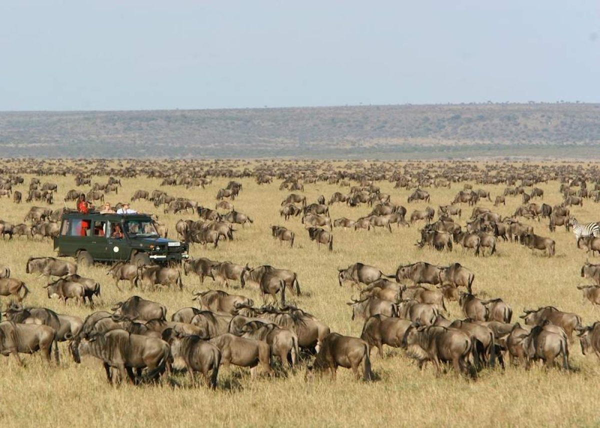  Tanzania Safari Wildlife Checklist