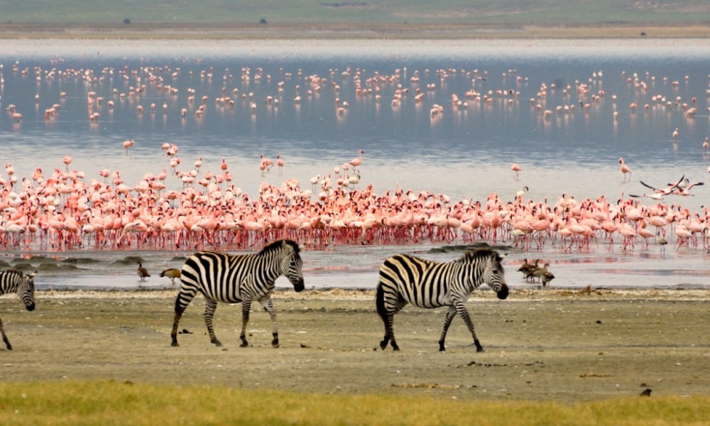 Are There Flamingos at Lake Manyara National Park?