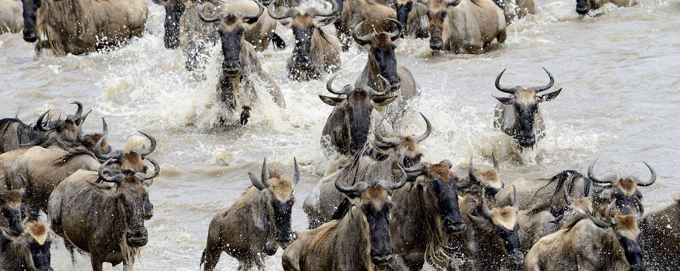 Thousands of migrating wildebeest crossing Mara River during annual Serengeti migration season.
