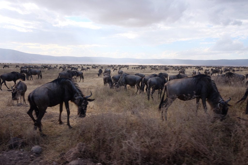 Tanzania Group Safari FAQ