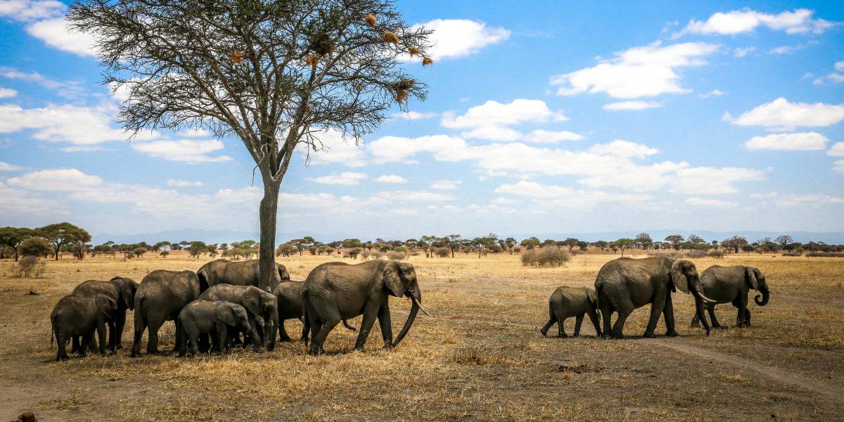 Safari vehicles observing elephants in Tanzania national park beneath vast skies today.