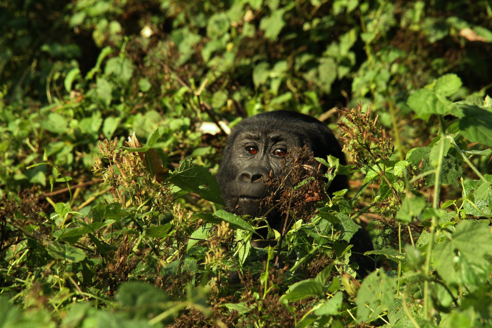 How Close Can You Get to Mountain Gorillas on a Trek?
