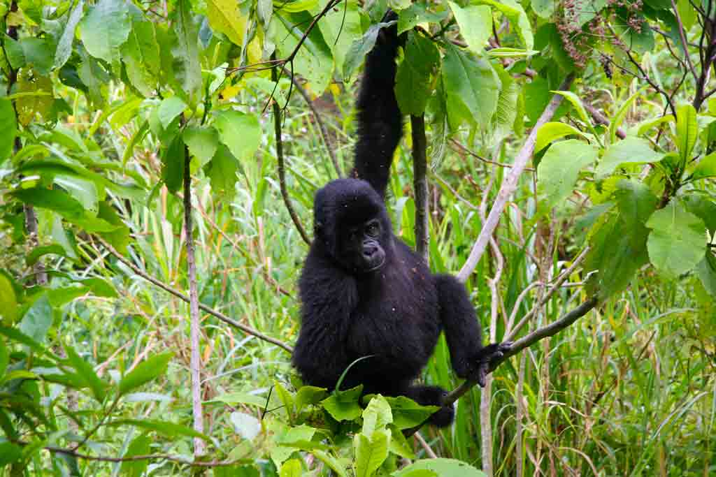 How Long Does It Take to Get a Gorilla Permit Confirmation?
