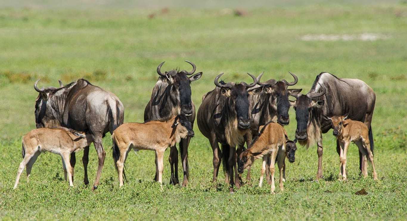 Wildebeest calves and mothers gather across Serengeti plains during calving season.