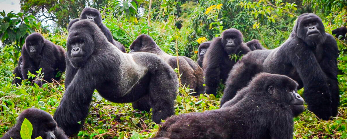 Tour operator holding a gorilla permit and smiling with a trekking group.