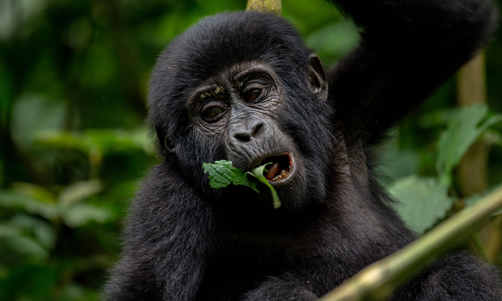 Is It Possible to Buy a Gorilla Permit at the Park Gate?