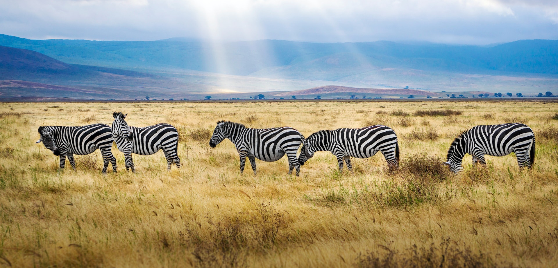 Can I Visit Tanzania Without a Tour Operator?