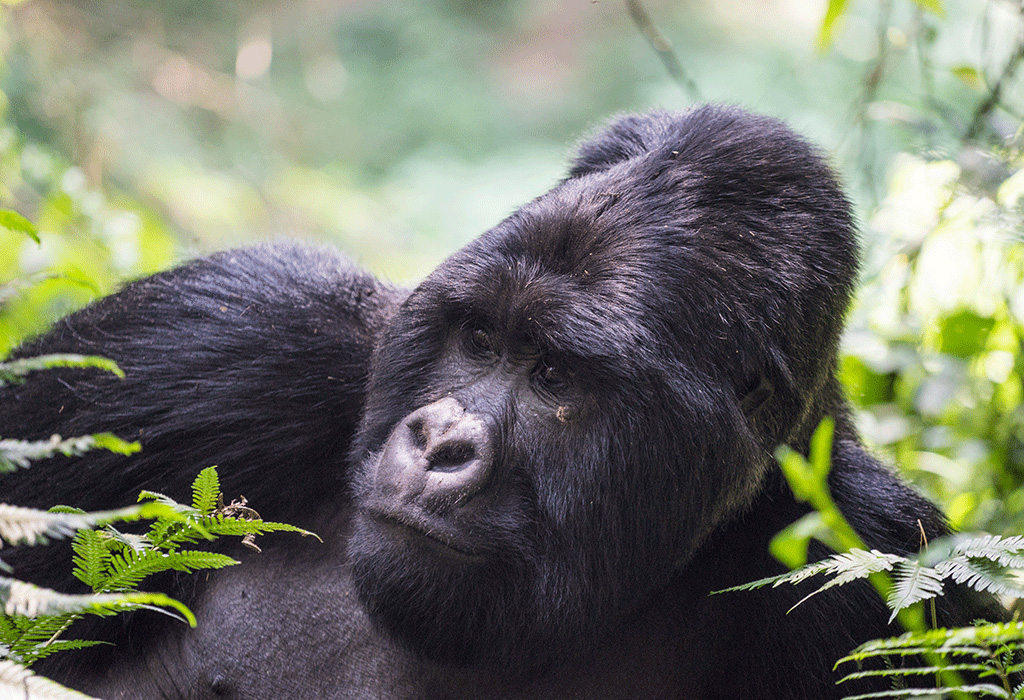 How Do I Pay for a Uganda Gorilla Permit Online?
