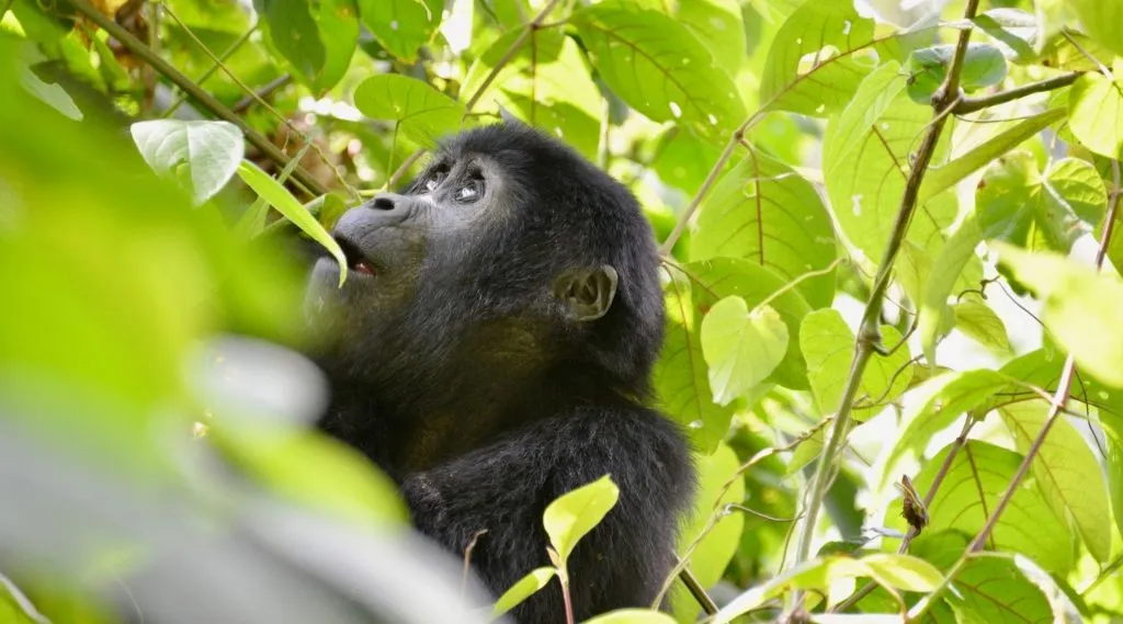 Teenager observing mountain gorillas during guided trekking adventure in Rwanda.