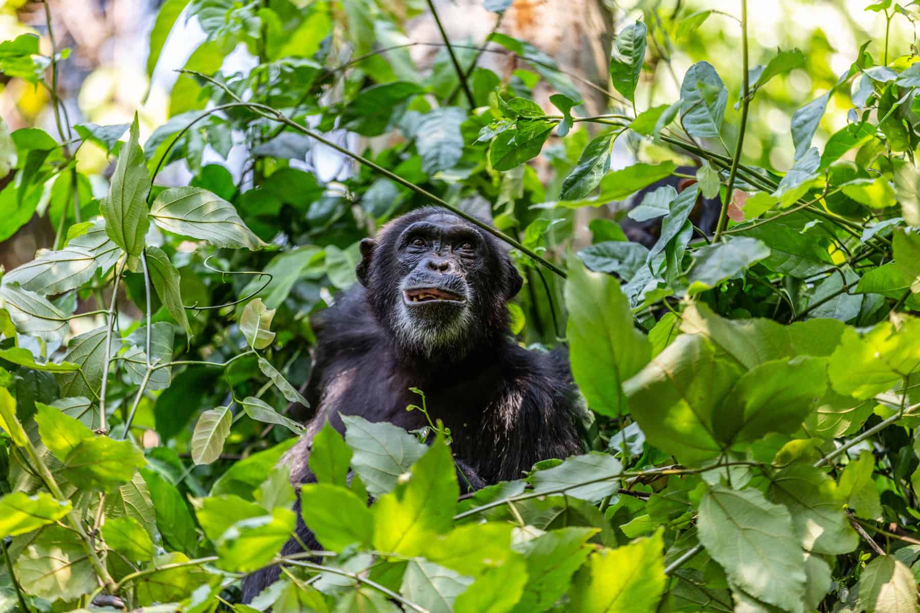 What Documents Do I Need to Collect My Gorilla Permit?