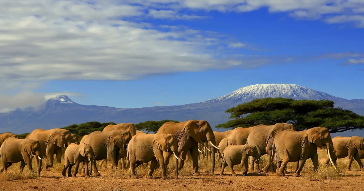 What Is the Big Five and Where Can I See Them in Tanzania?