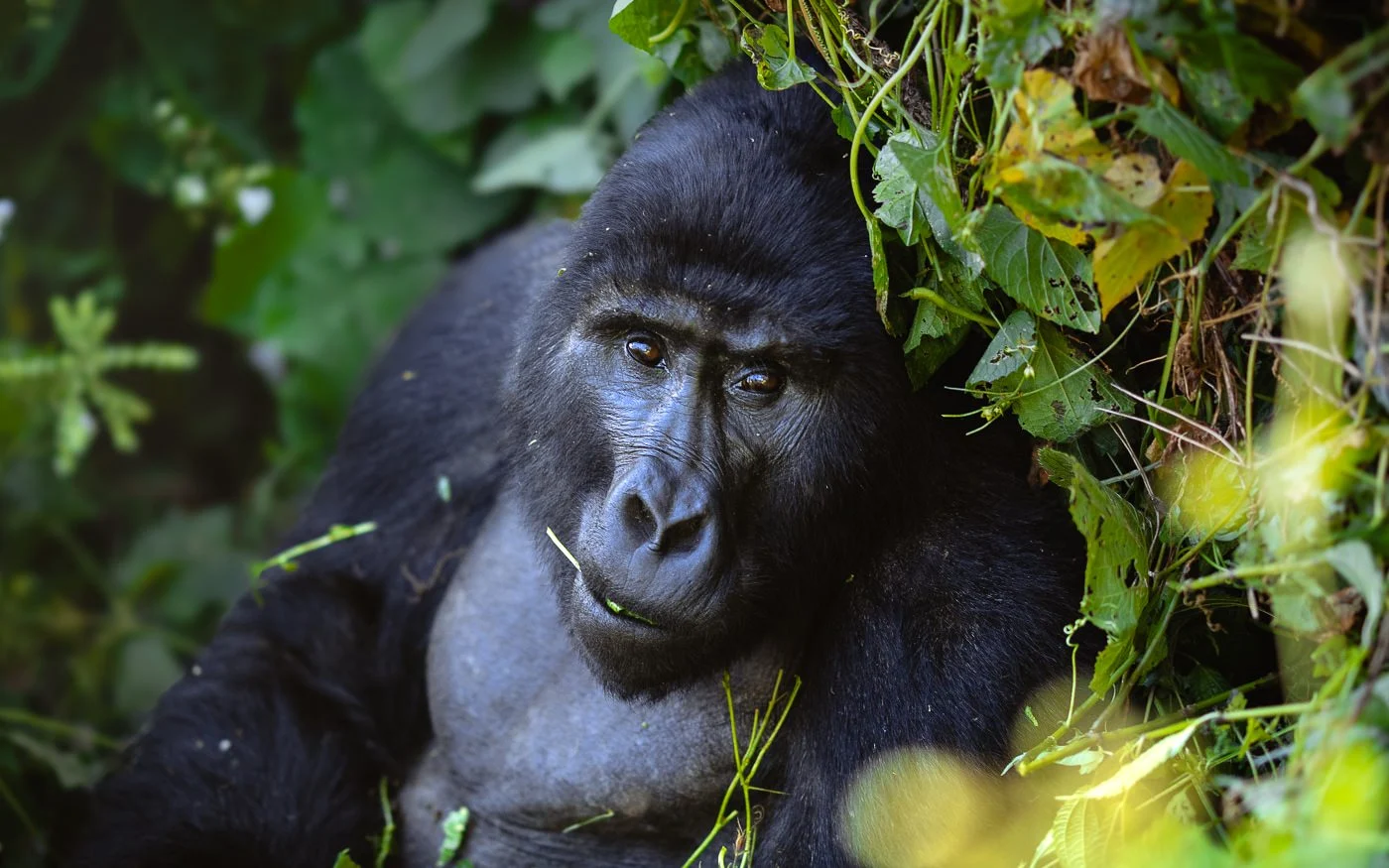 Tourists observing mountain gorillas safely during guided forest trekking adventure.