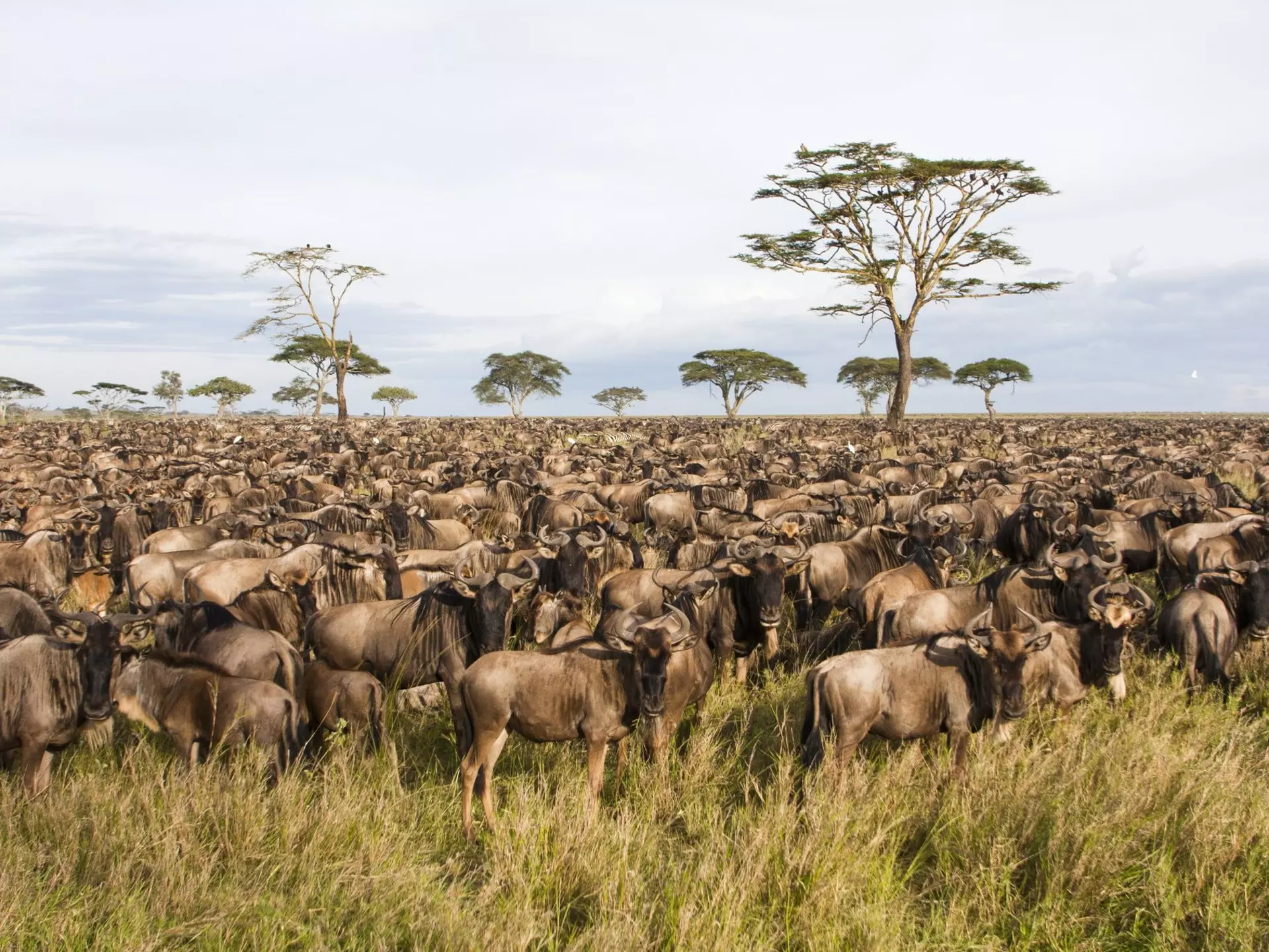 Massive wildebeest herds migrating across Serengeti plains during annual migration cycle.