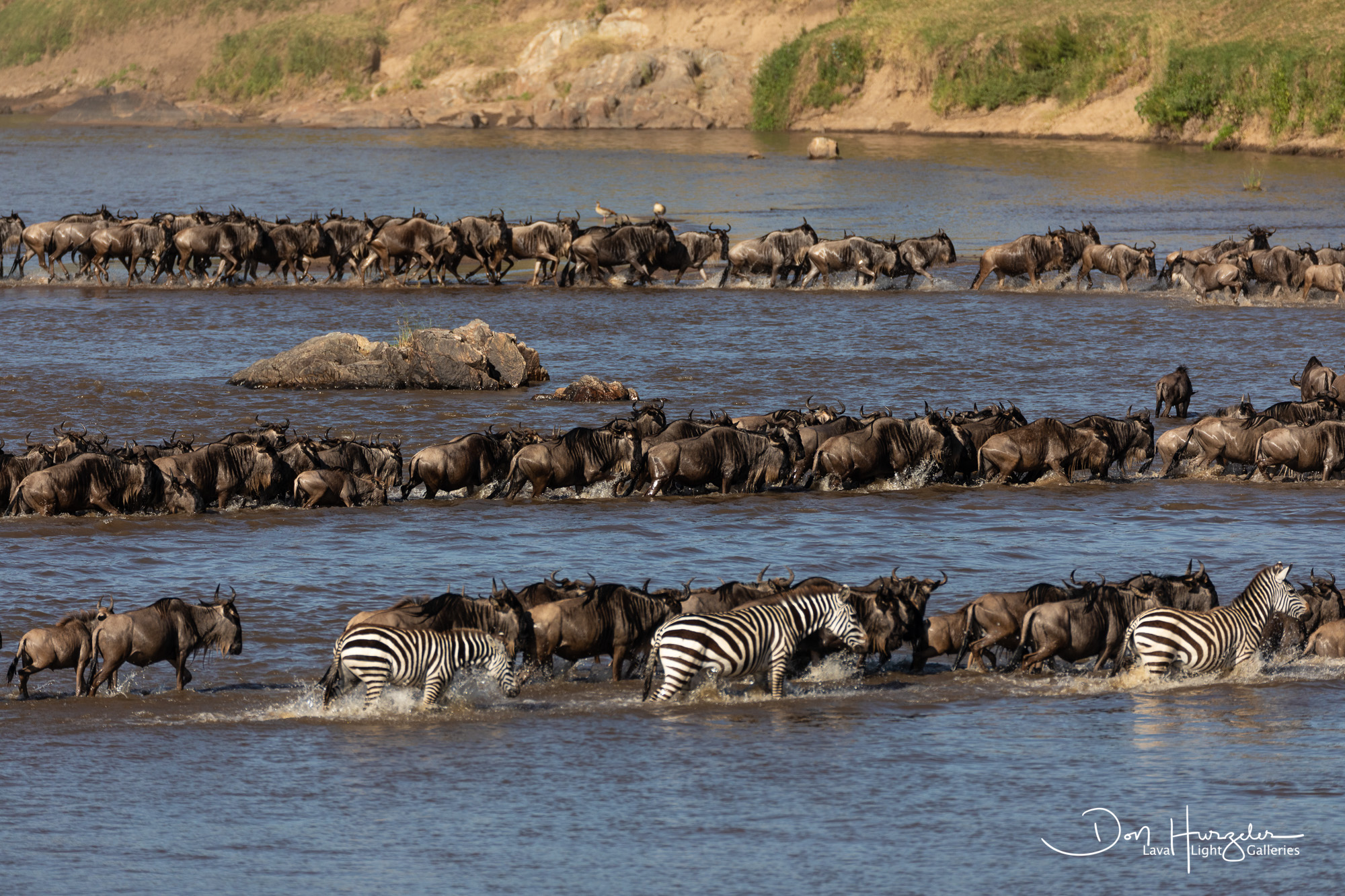 When Does the Great Migration Cross the Mara River?