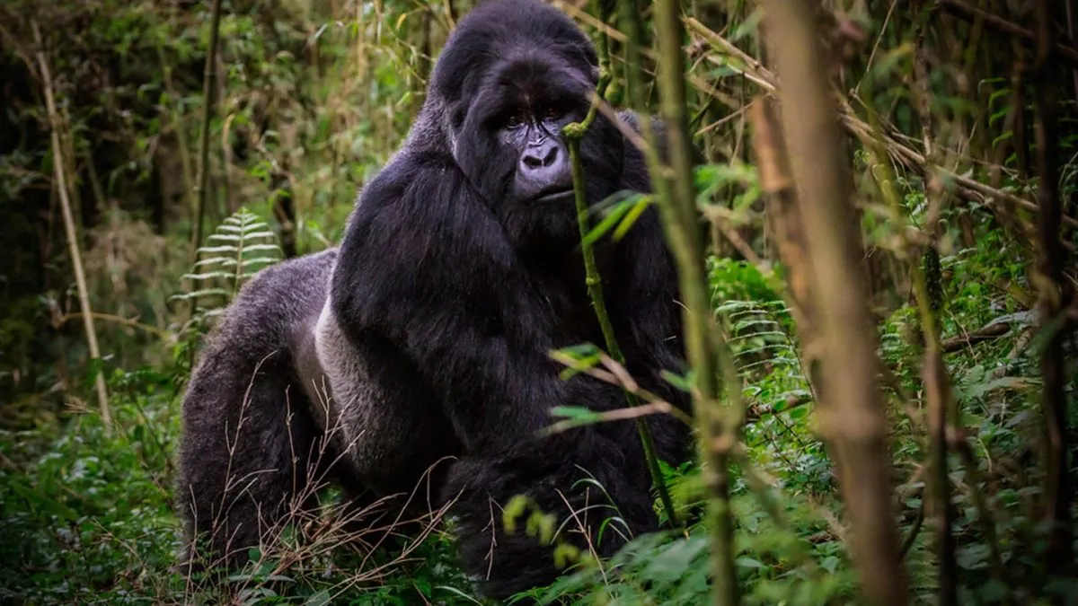 A traveler asks whether gorilla permits have hidden fees, with honest answers about extra costs.