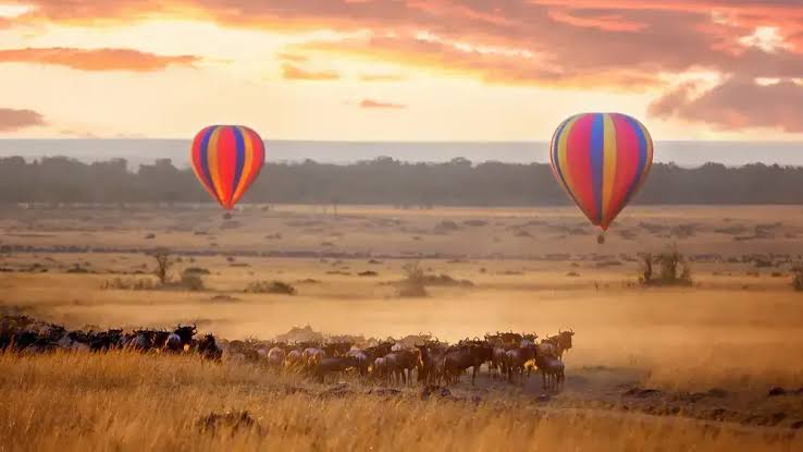 Hot air balloon floating above migrating wildebeest herds across Serengeti plains at sunrise.
