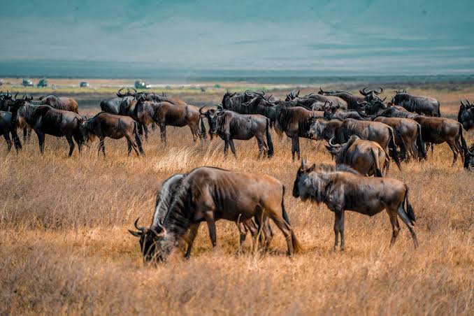 How Do I Choose Between the Serengeti and Masai Mara for Migration?