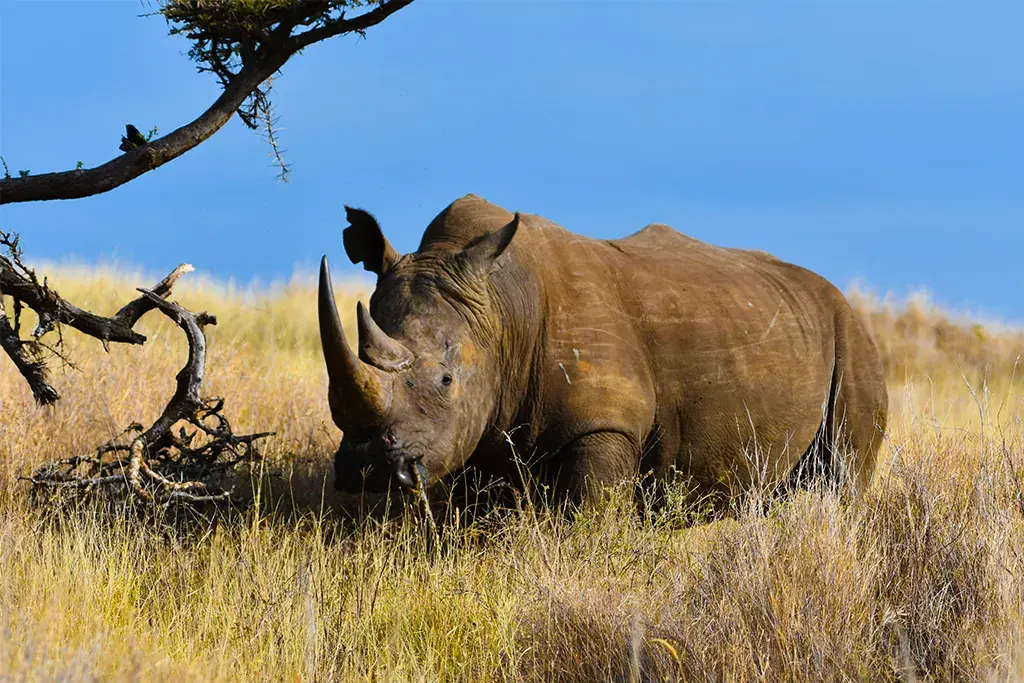 How Many Black Rhinos Are There in the Ngorongoro Crater?