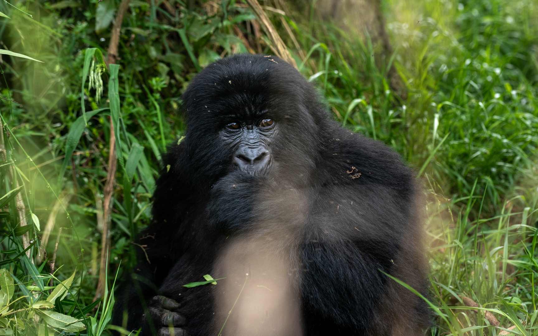 Is It Possible to Buy a Gorilla Permit at the Park Gate?