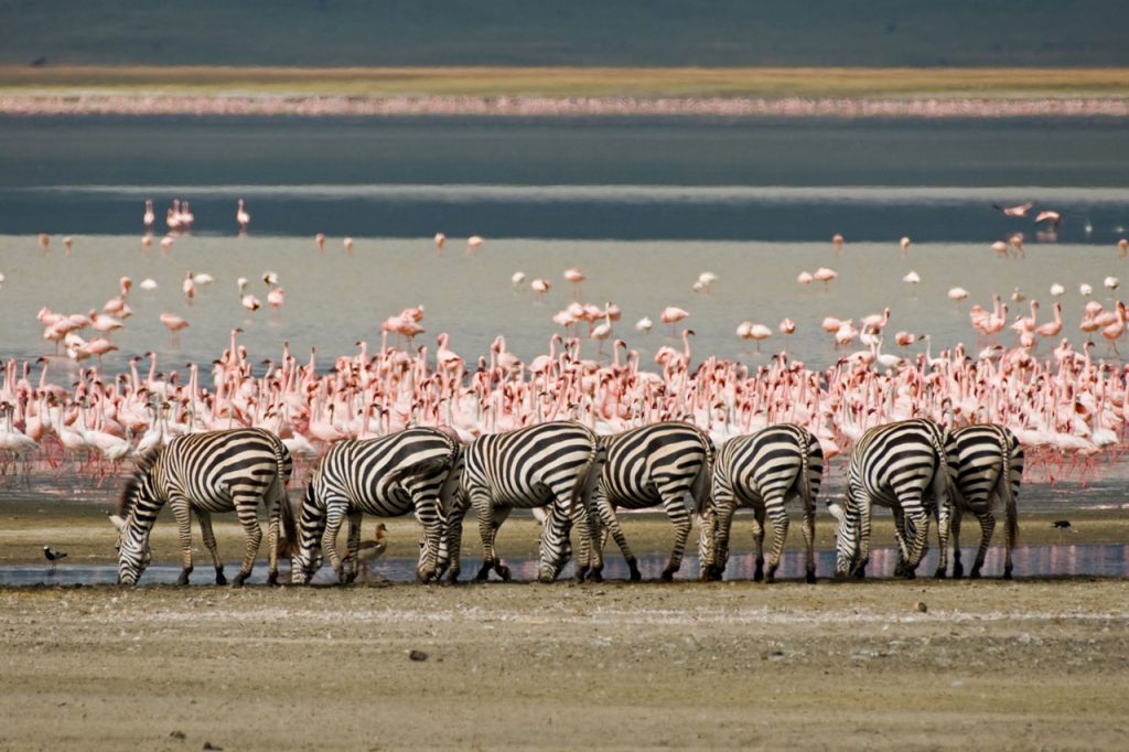 Safari vehicles overlooking Ngorongoro Crater wildlife across vast volcanic landscape today.